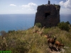Torre di Calafetente