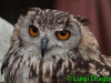 crw_6986