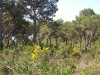 Pineta