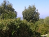 Mirto e lentisco